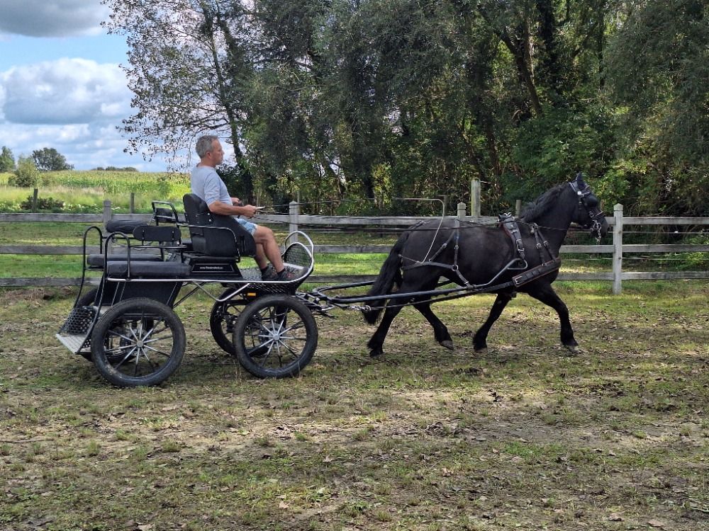 Top braaf koetspaard te koop!