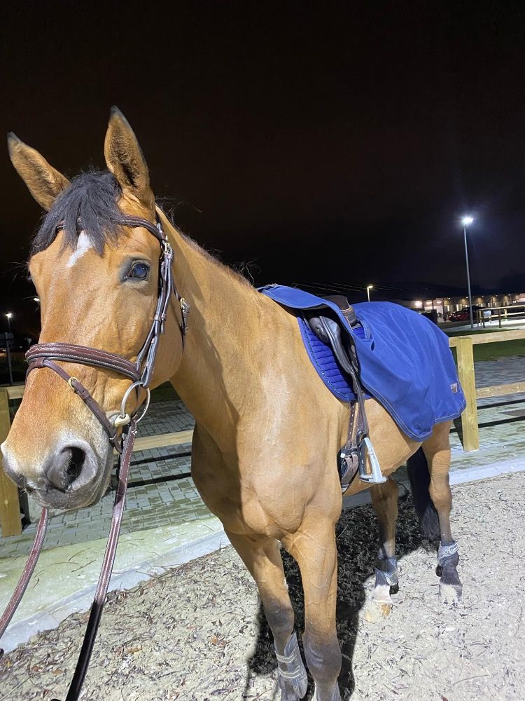 Zangersheide springpaard Ruin 11 jaar Bruin te koop - Foto 3