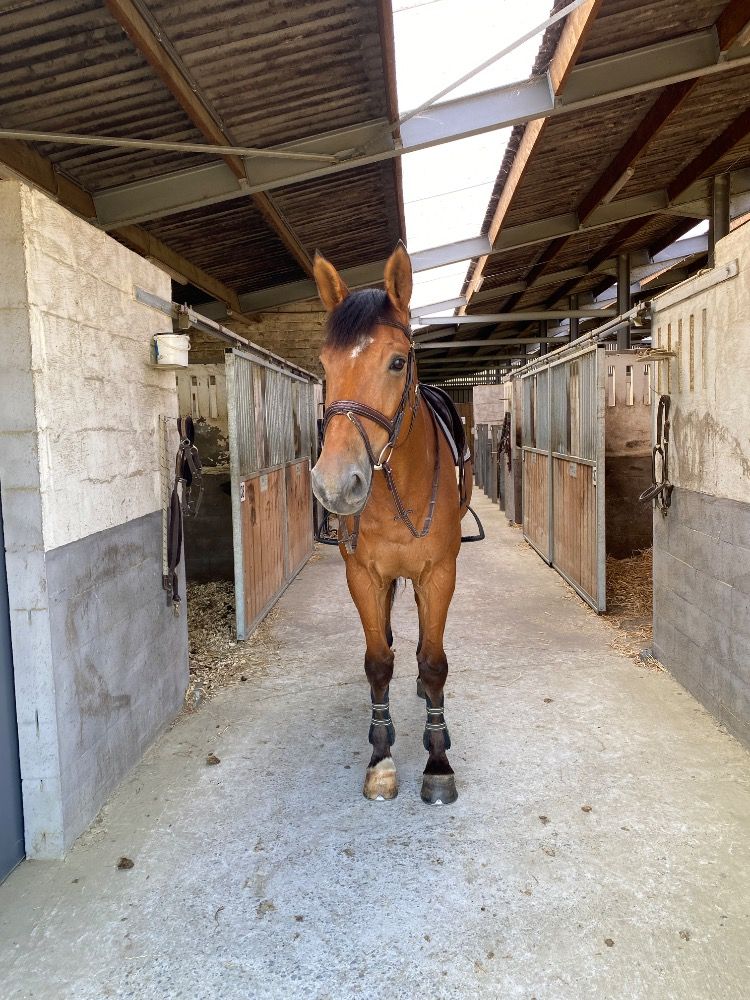 Zangersheide springpaard Ruin 11 jaar Bruin te koop - Foto 5