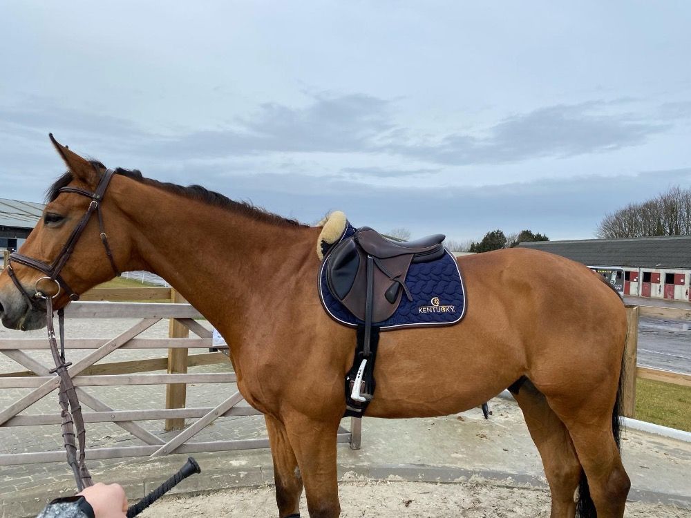 Zangersheide springpaard Ruin 11 jaar Bruin te koop - Foto 2