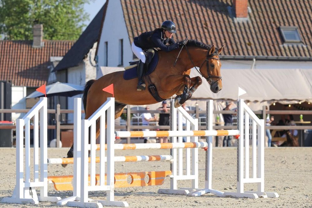 Zangersheide springpaard Ruin 11 jaar Bruin te koop - Hoofdfoto