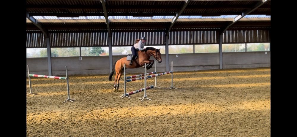 Zangersheide springpaard Ruin 11 jaar Bruin te koop - Foto 4
