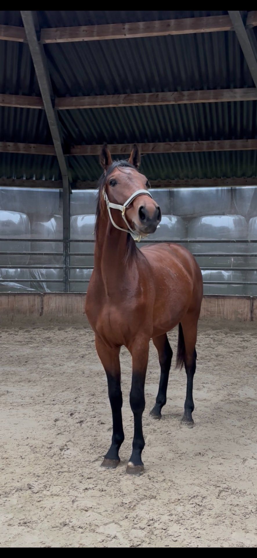 Dressurhest, vallak, 2 år