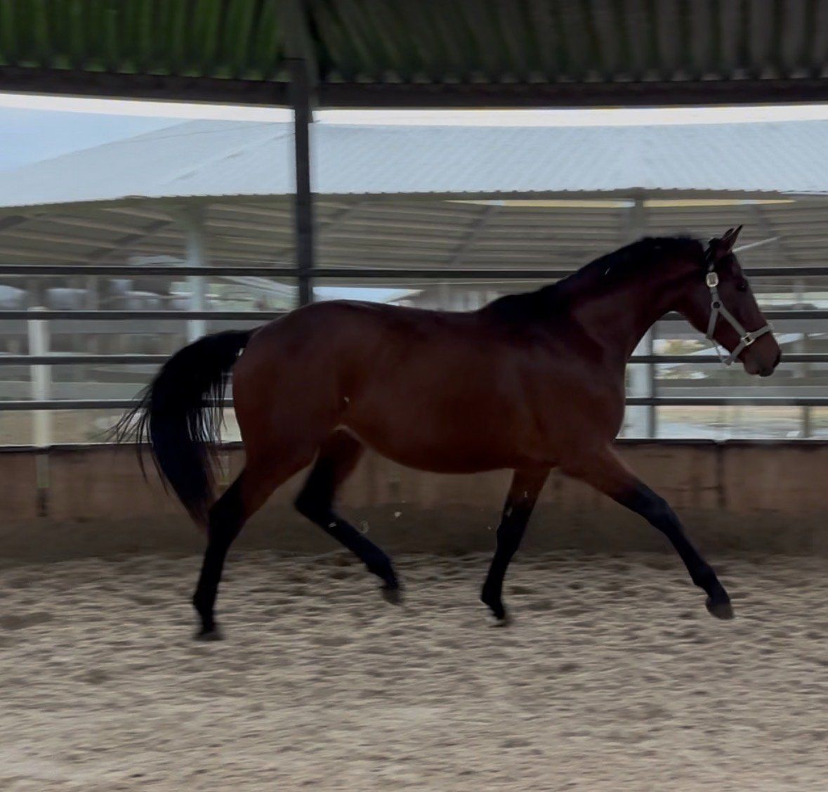Dressuurpaard, Ruin, 2 jaar