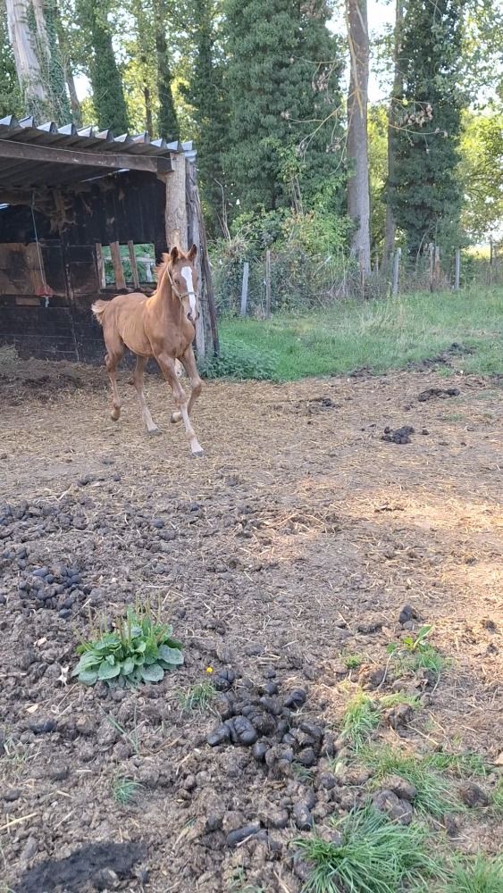 Zangersheide springpaard Hengst Vos te koop - Foto 5