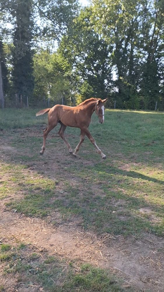 Zangersheide springpaard Hengst Vos te koop - Foto 2