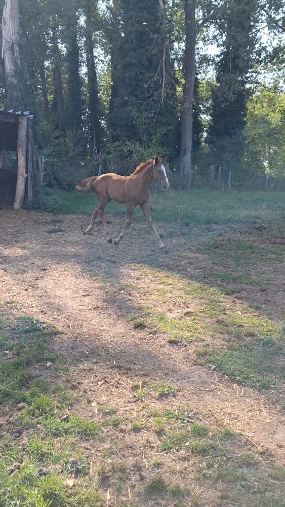 Zangersheide springpaard Hengst Vos te koop - Foto 4