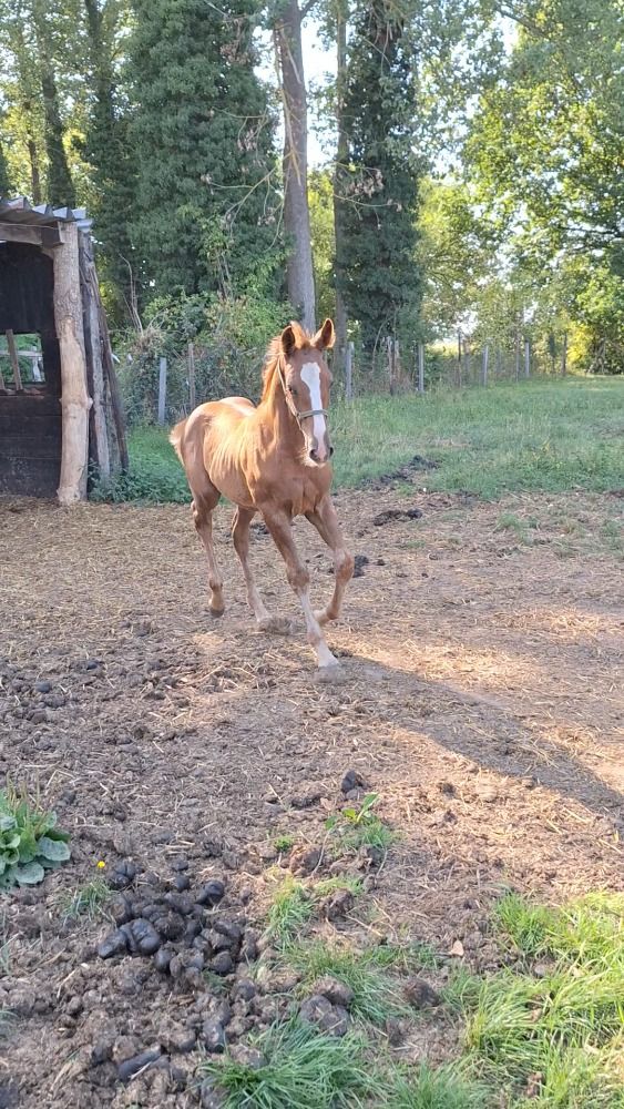 Zangersheide springpaard Hengst Vos te koop - Foto 6