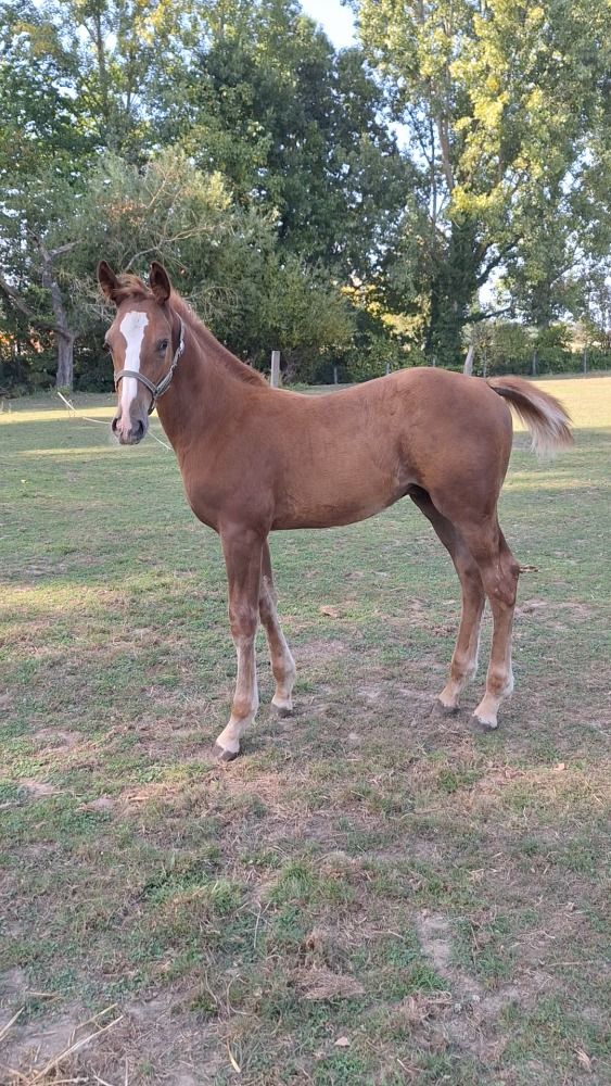 Zangersheide springpaard Hengst Vos te koop - Foto 3