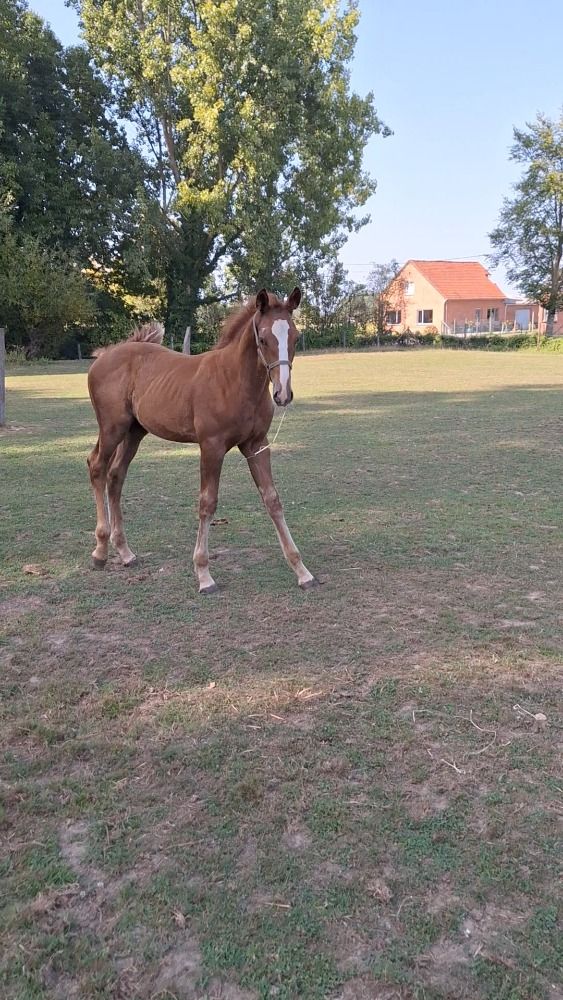 Zangersheide springpaard Hengst Vos te koop - Hoofdfoto