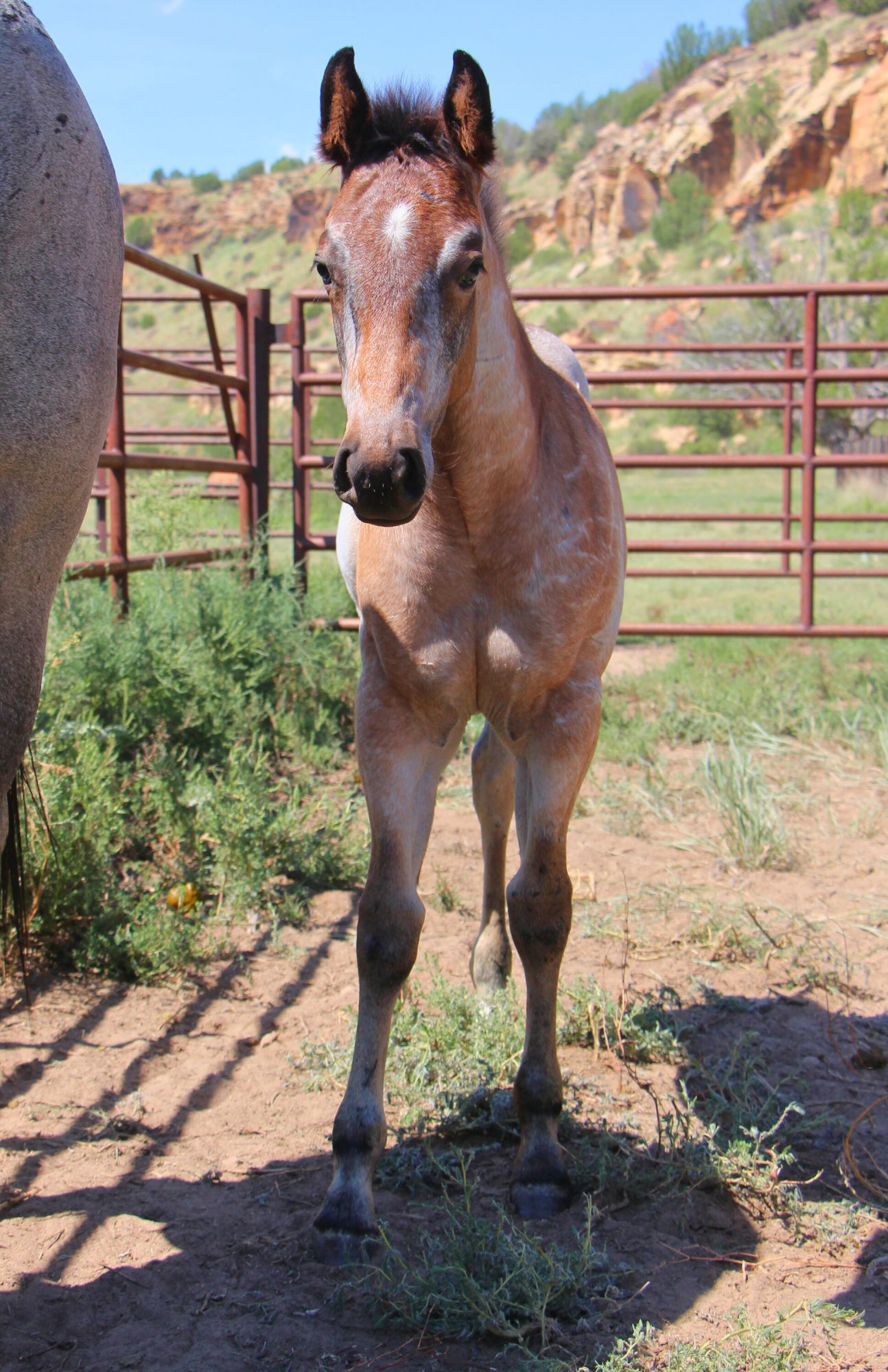 quarter-horse western-paard merrie 2 Jahre alt roan zu verkaufen - Foto 2