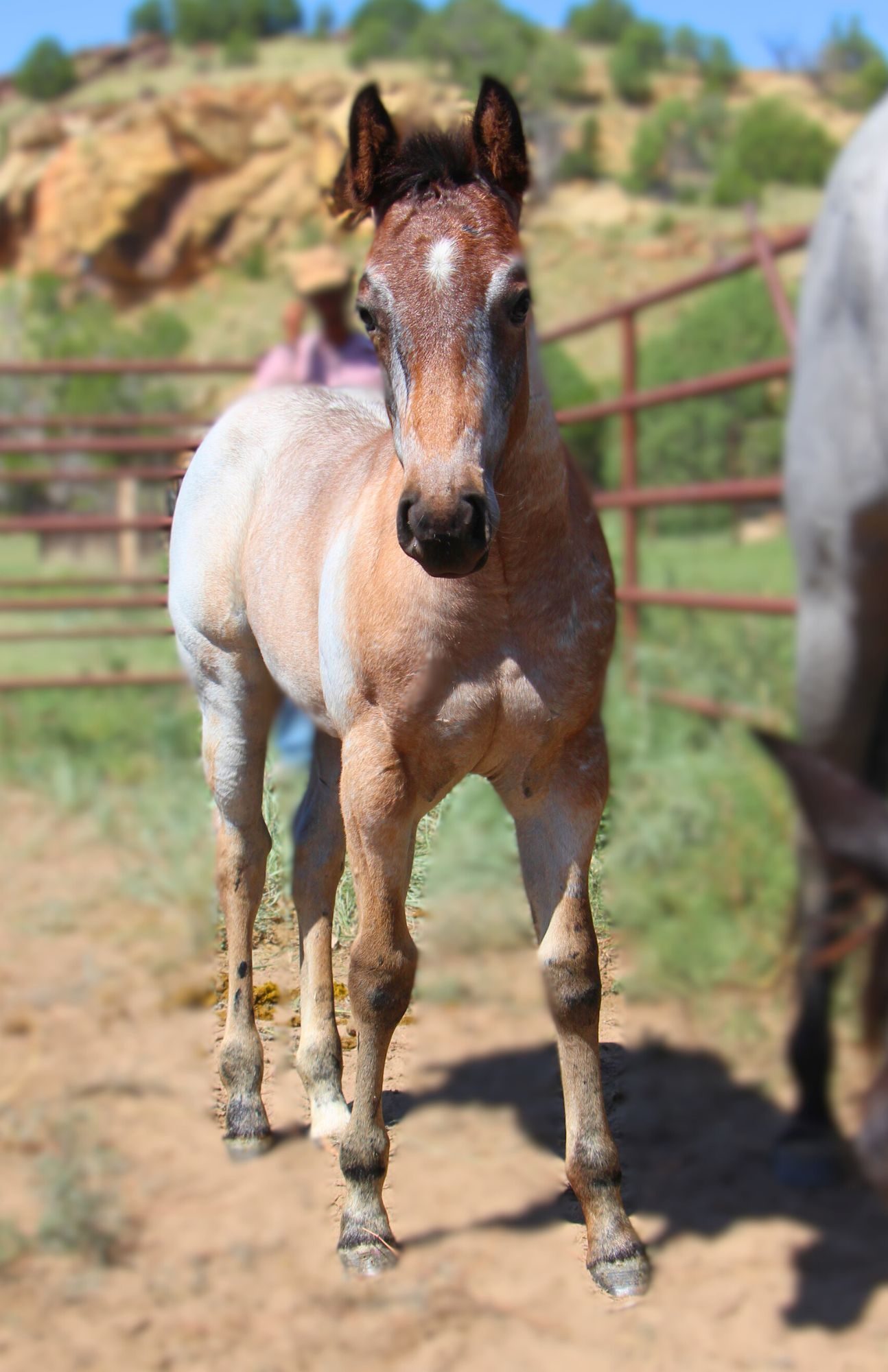 quarter-horse western-paard merrie 2 Jahre alt roan zu verkaufen - Foto 3