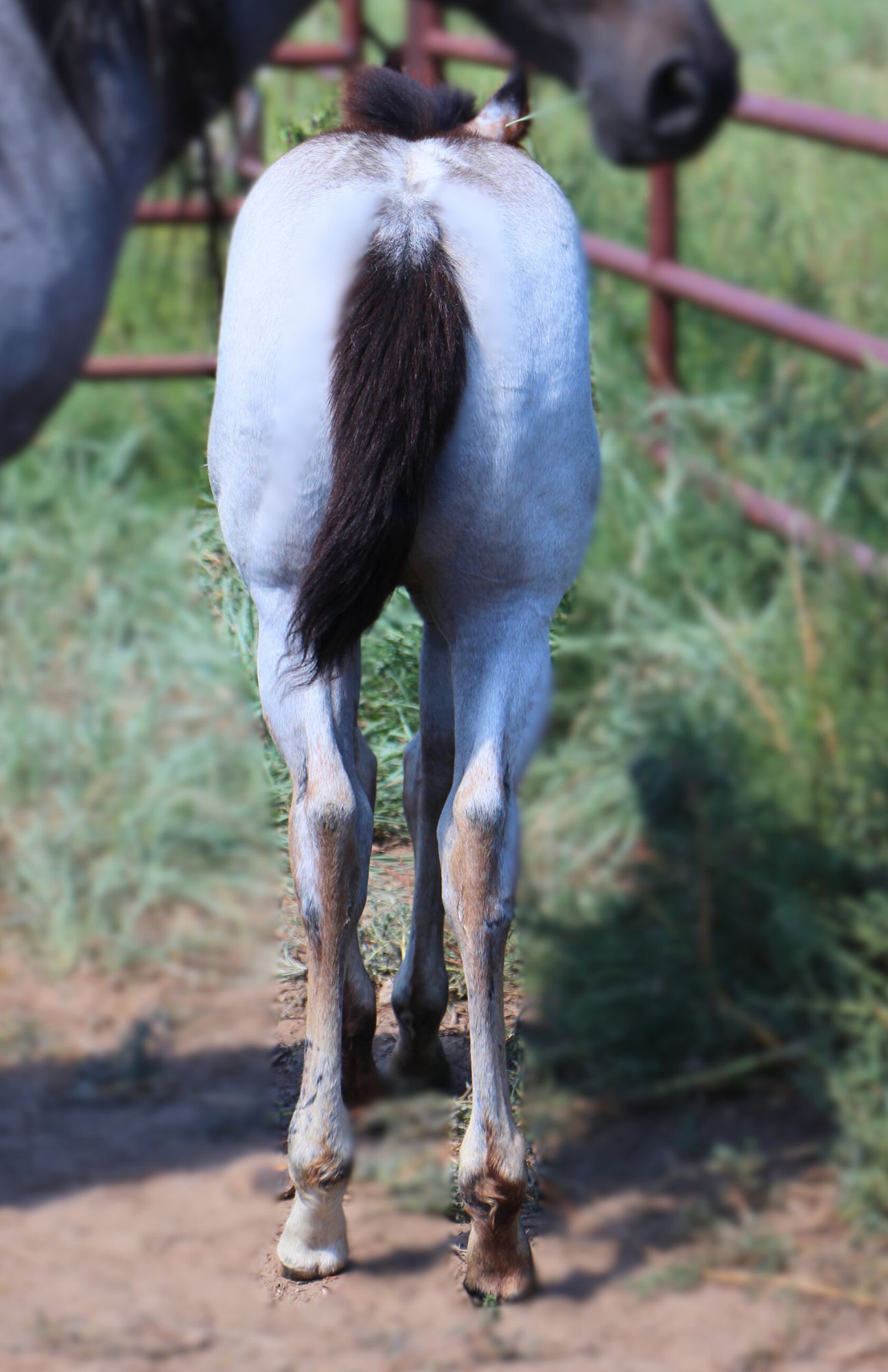 quarter-horse western-paard merrie 2 Jahre alt roan zu verkaufen - Foto 4