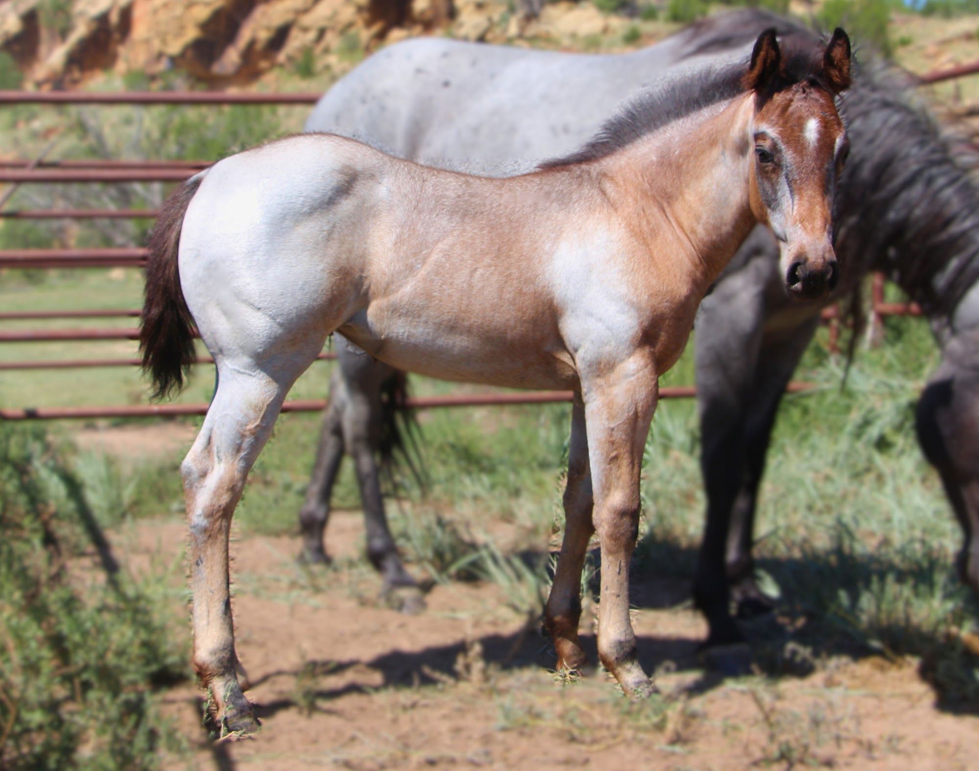 quarter-horse western-paard merrie 2 Jahre alt roan zu verkaufen - Foto 5
