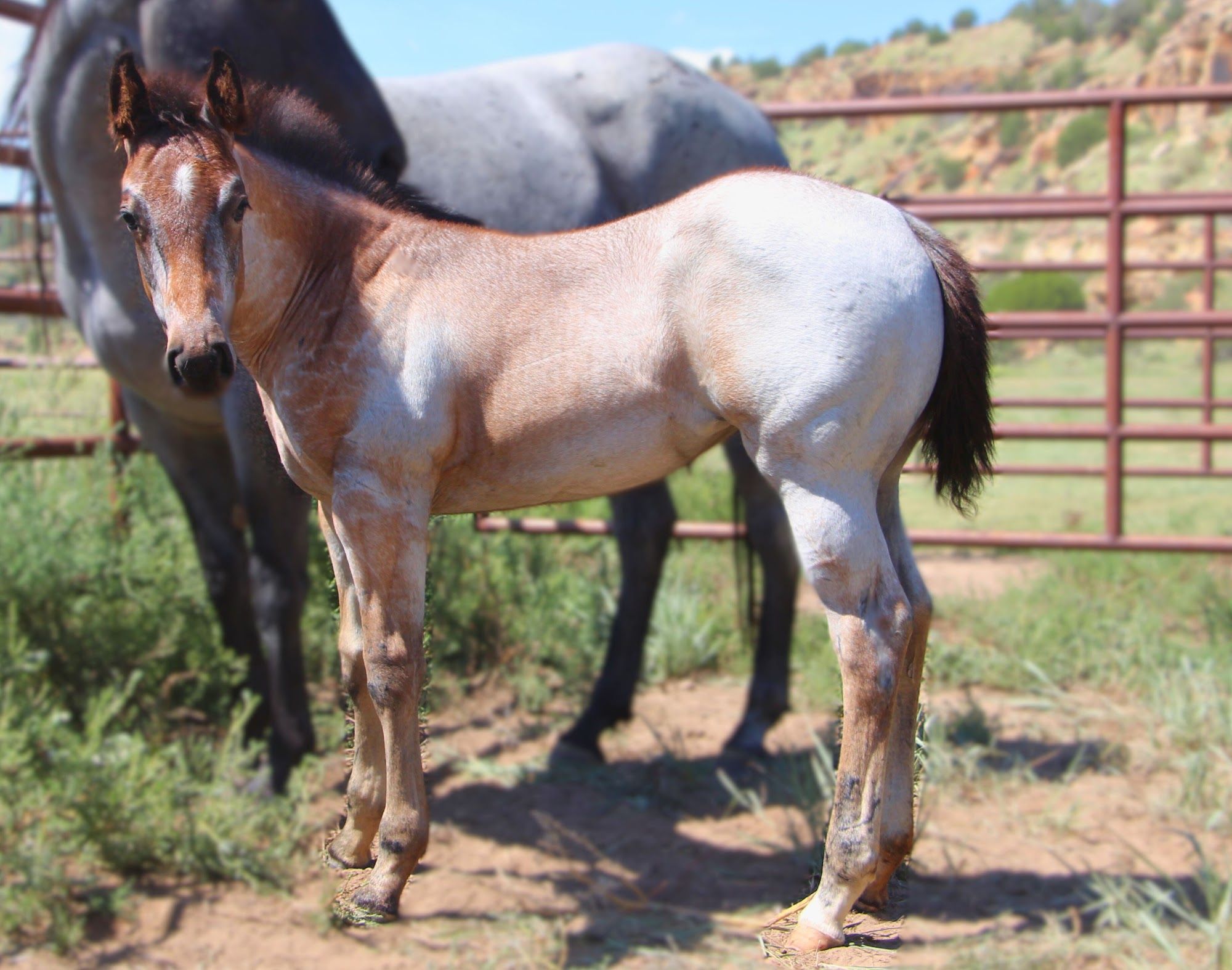 quarter-horse western-paard merrie 2 Jahre alt roan zu verkaufen - Foto 6