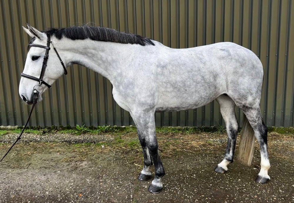 KWPN allrounder Merrie 9 ans Schimmel à vendre - Photo 2