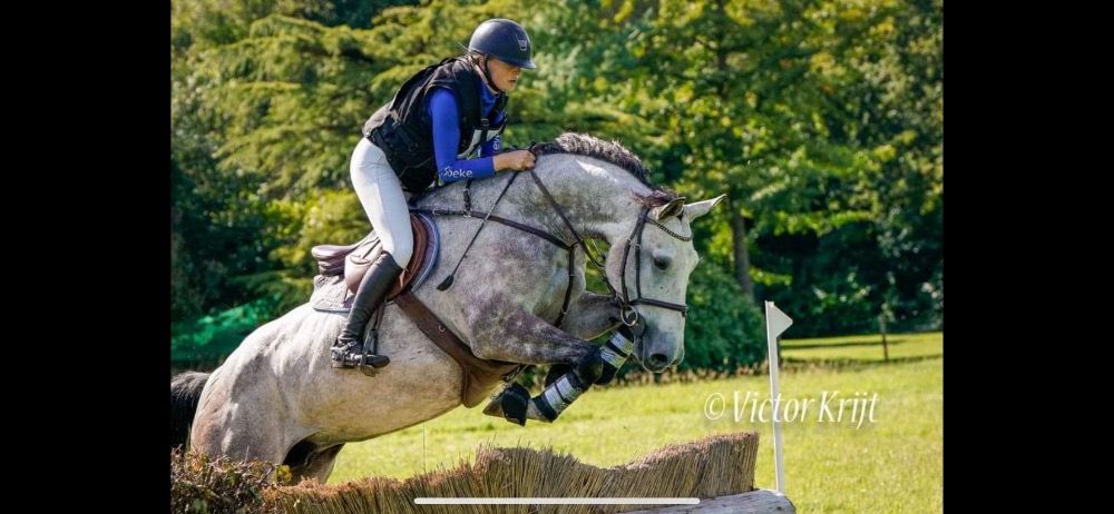 Jument de qualité au caractère en or, Dallas VDL x Arezzo VDL, 9 ans