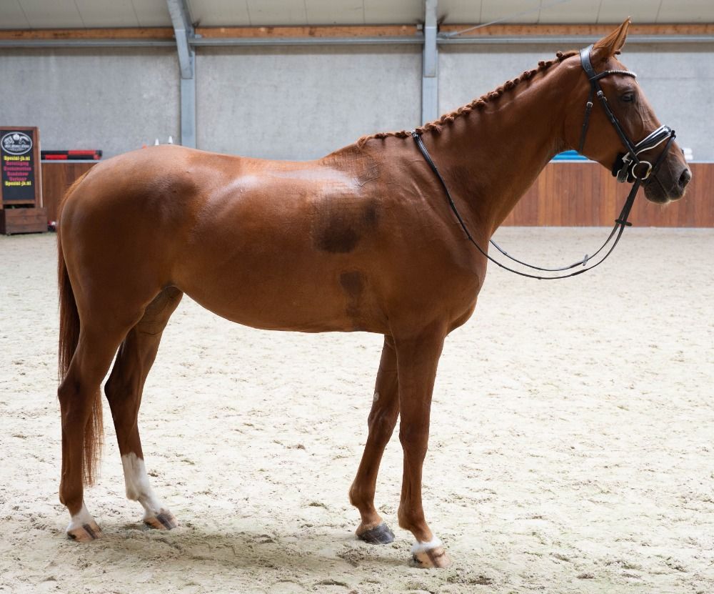 KWPN dressuurpaard Merrie 5 jaar Vos te koop - Foto 6