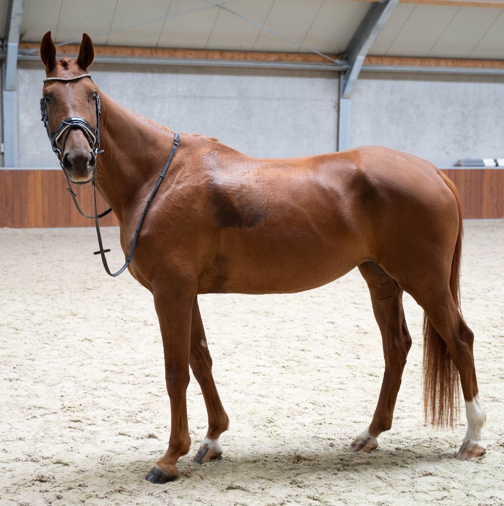 KWPN dressuurpaard Merrie 5 jaar Vos te koop - Foto 5