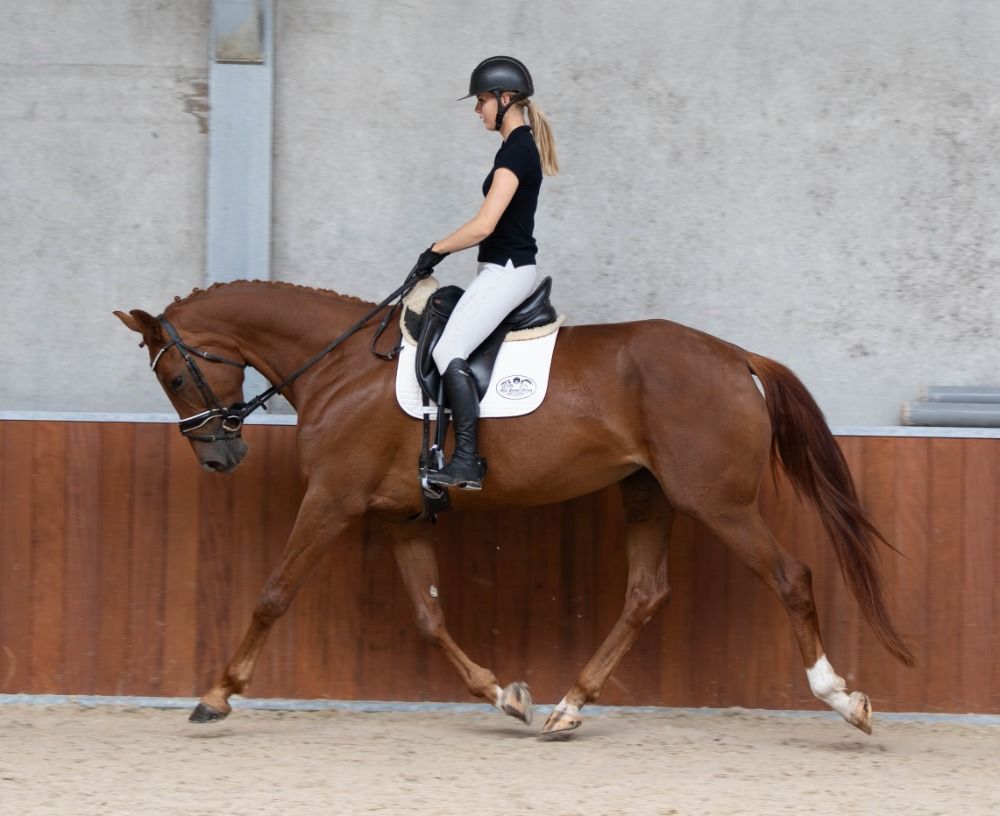 KWPN dressuurpaard Merrie 5 jaar Vos te koop - Foto 2