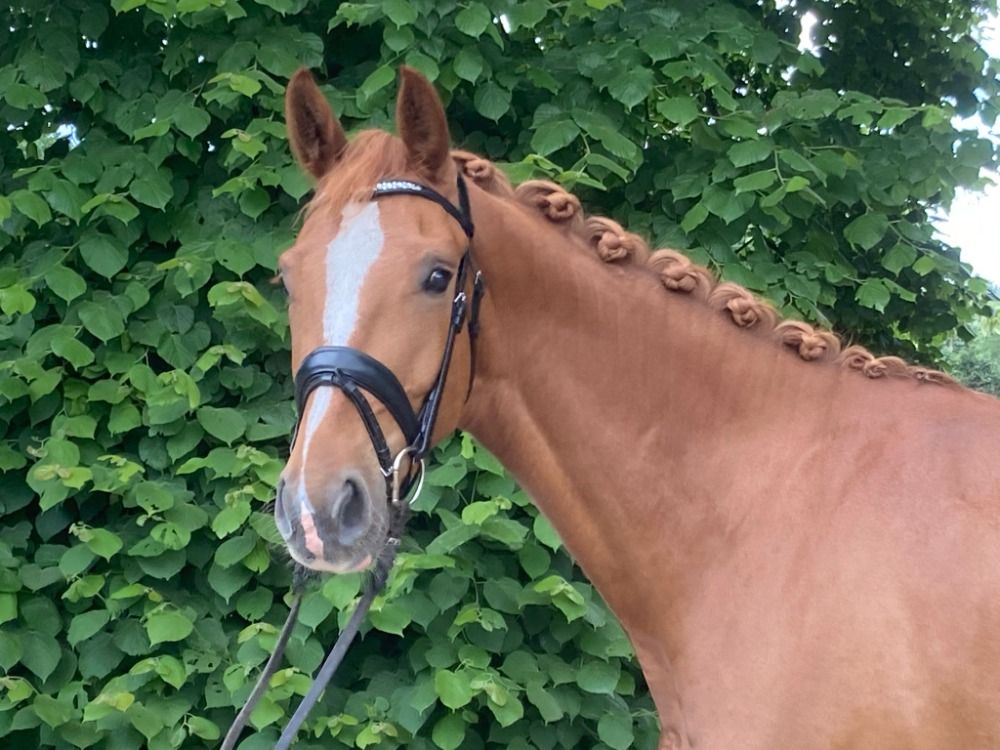 BWP dressuurpaard Ruin 4 jaar Vos te koop - Foto 4