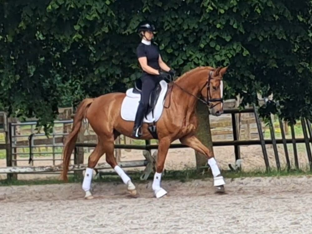 BWP dressuurpaard Ruin 4 jaar Vos te koop - Foto 3