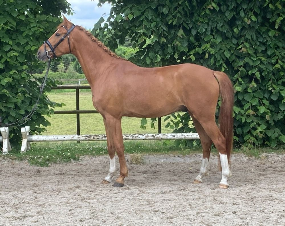 BWP dressuurpaard Ruin 4 jaar Vos te koop - Foto 5