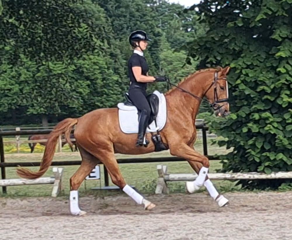 BWP dressuurpaard Ruin 4 jaar Vos te koop - Hoofdfoto
