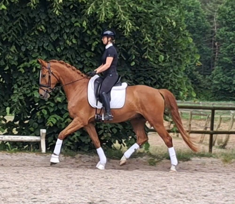 BWP dressuurpaard Ruin 4 jaar Vos te koop - Foto 2