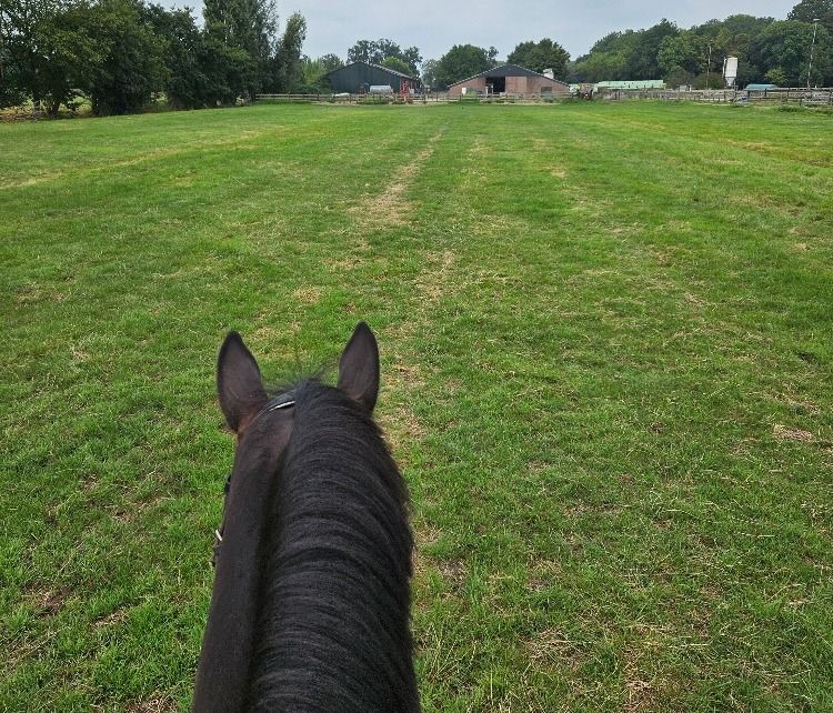 Dressuurpaard