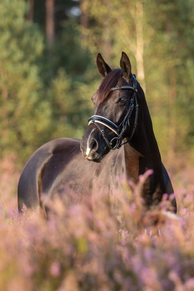 Welsh dressuurpony Merrie 6 jaar Zwart te koop - Foto 2
