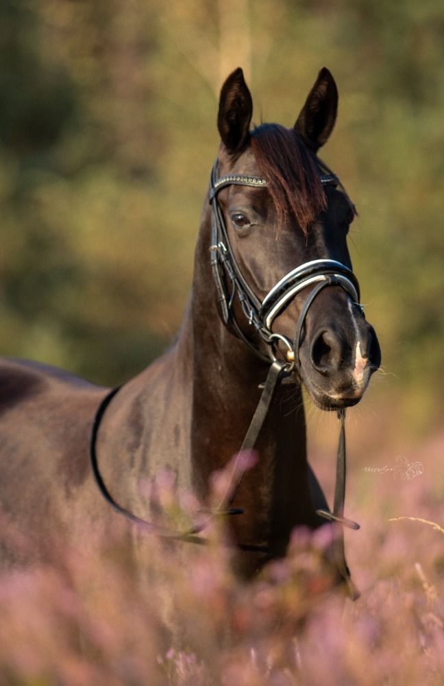 knappe zwarte D pony