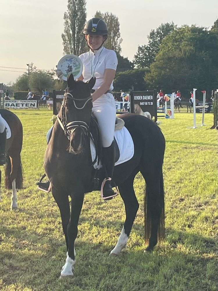 Welsh dressuurpony Merrie 6 jaar Zwart te koop - Foto 6