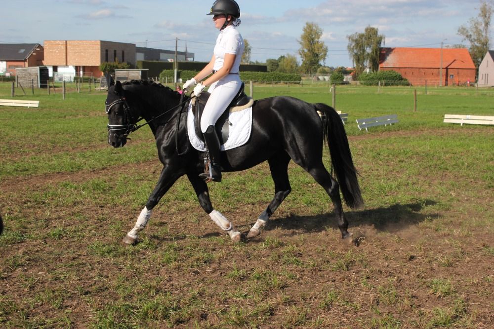 Welsh dressuurpony Merrie 6 jaar Zwart te koop - Foto 4