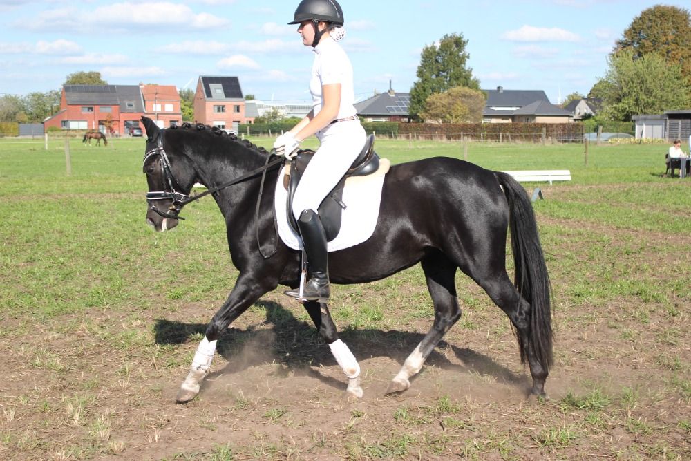 Welsh dressuurpony Merrie 6 jaar Zwart te koop - Foto 3