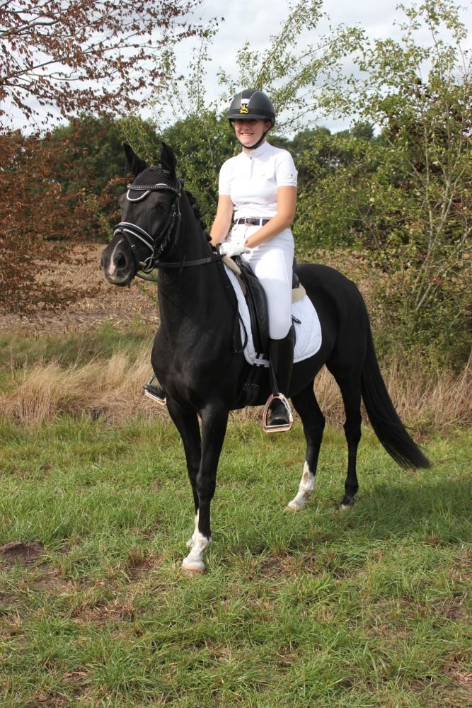 Welsh dressuurpony Merrie 6 jaar Zwart te koop - Foto 5