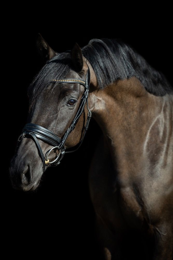 KWPN dressuurpaard Merrie 6 years old Zwart for sale - Main photo