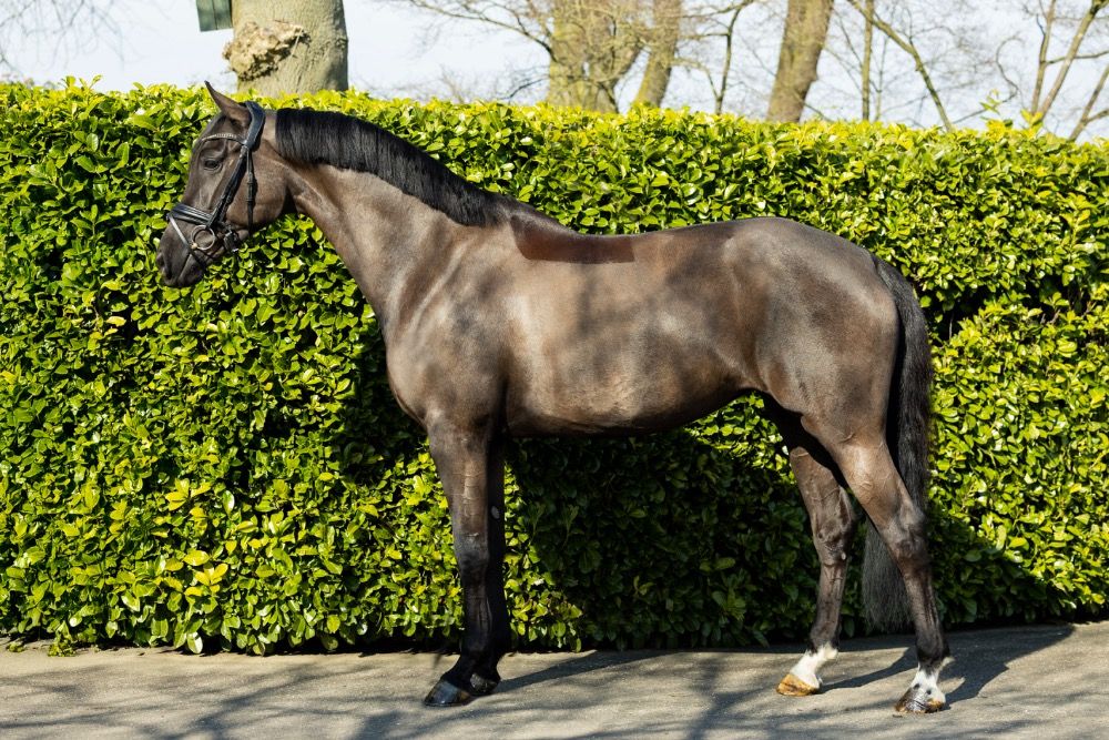 KWPN dressuurpaard Merrie 6 years old Zwart for sale - Photo 3