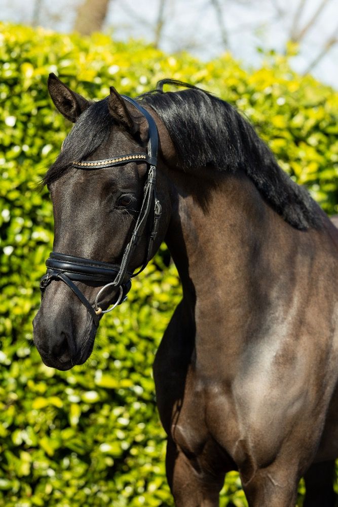 KWPN dressuurpaard Merrie 6 years old Zwart for sale - Photo 2