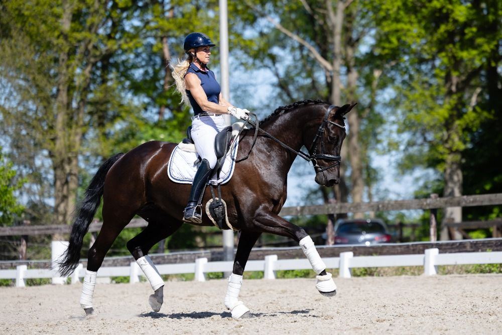 KWPN dressuurpaard Merrie 8 jaar Zwart te koop - Foto 6