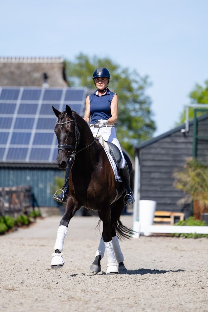 KWPN dressuurpaard Merrie 8 jaar Zwart te koop - Foto 2