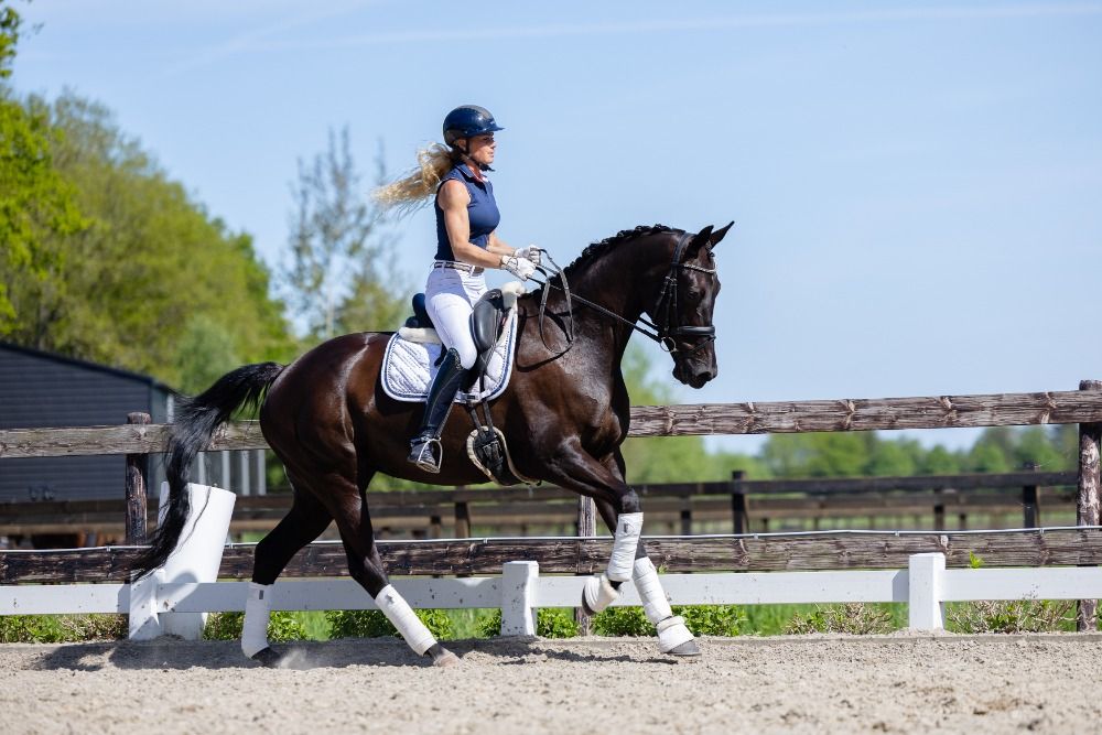 KWPN dressuurpaard Merrie 8 jaar Zwart te koop - Foto 5