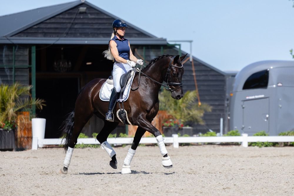 KWPN dressuurpaard Merrie 8 jaar Zwart te koop - Hoofdfoto
