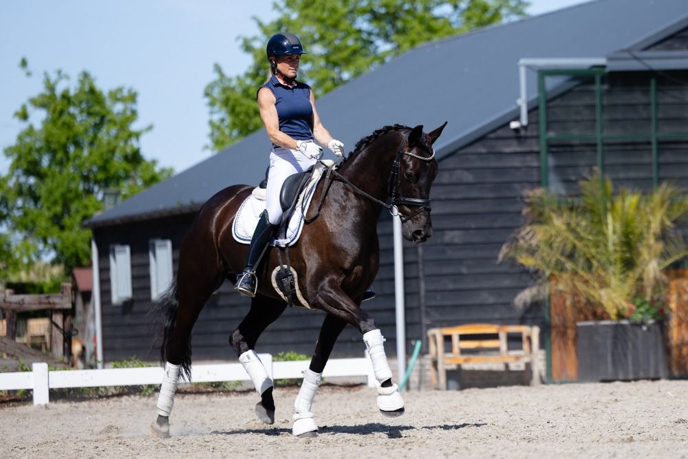 KWPN dressuurpaard Merrie 8 jaar Zwart te koop - Foto 3
