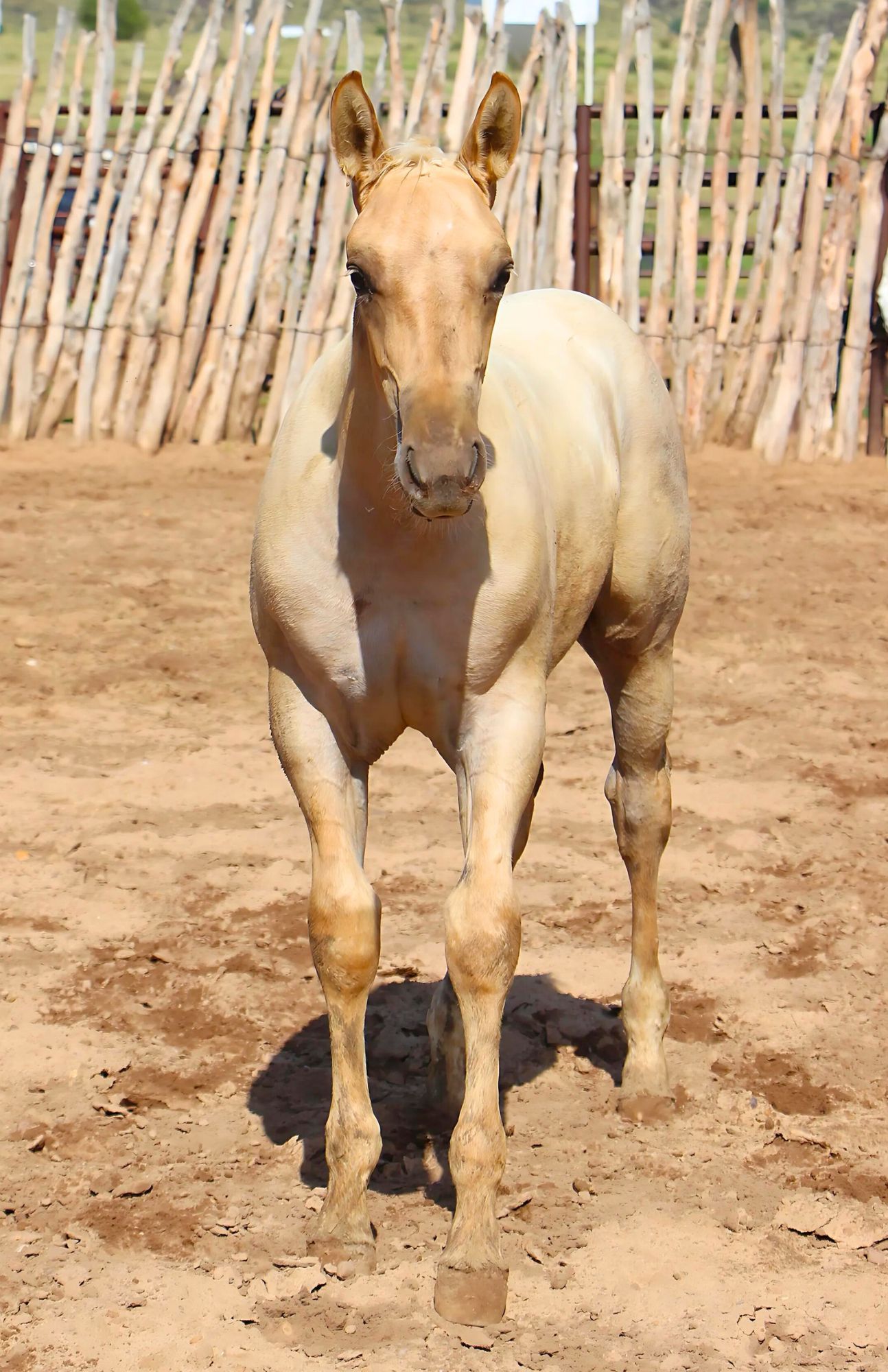 quarter-horse western-paard hengst 2 år till salu - Foto 2