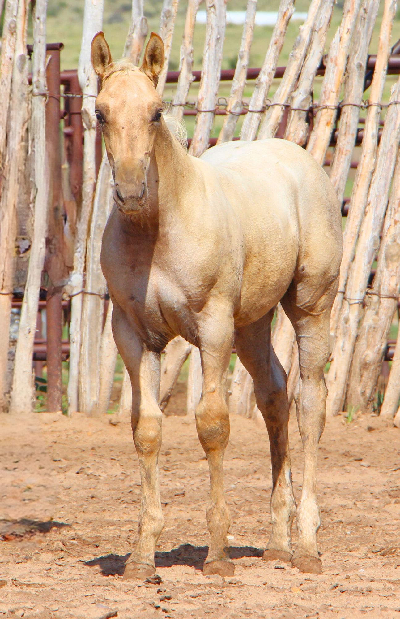 quarter-horse western-paard hengst 2 år till salu - Foto 3