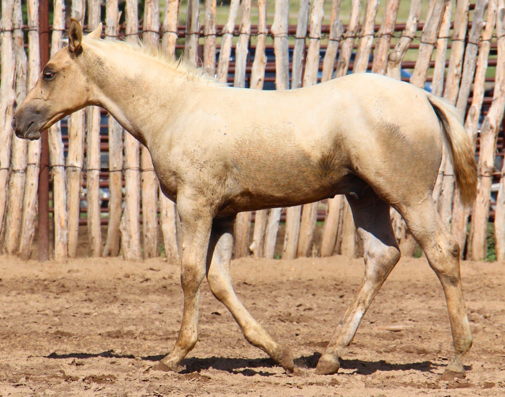 quarter-horse western-paard hengst 2 år till salu - Foto 4
