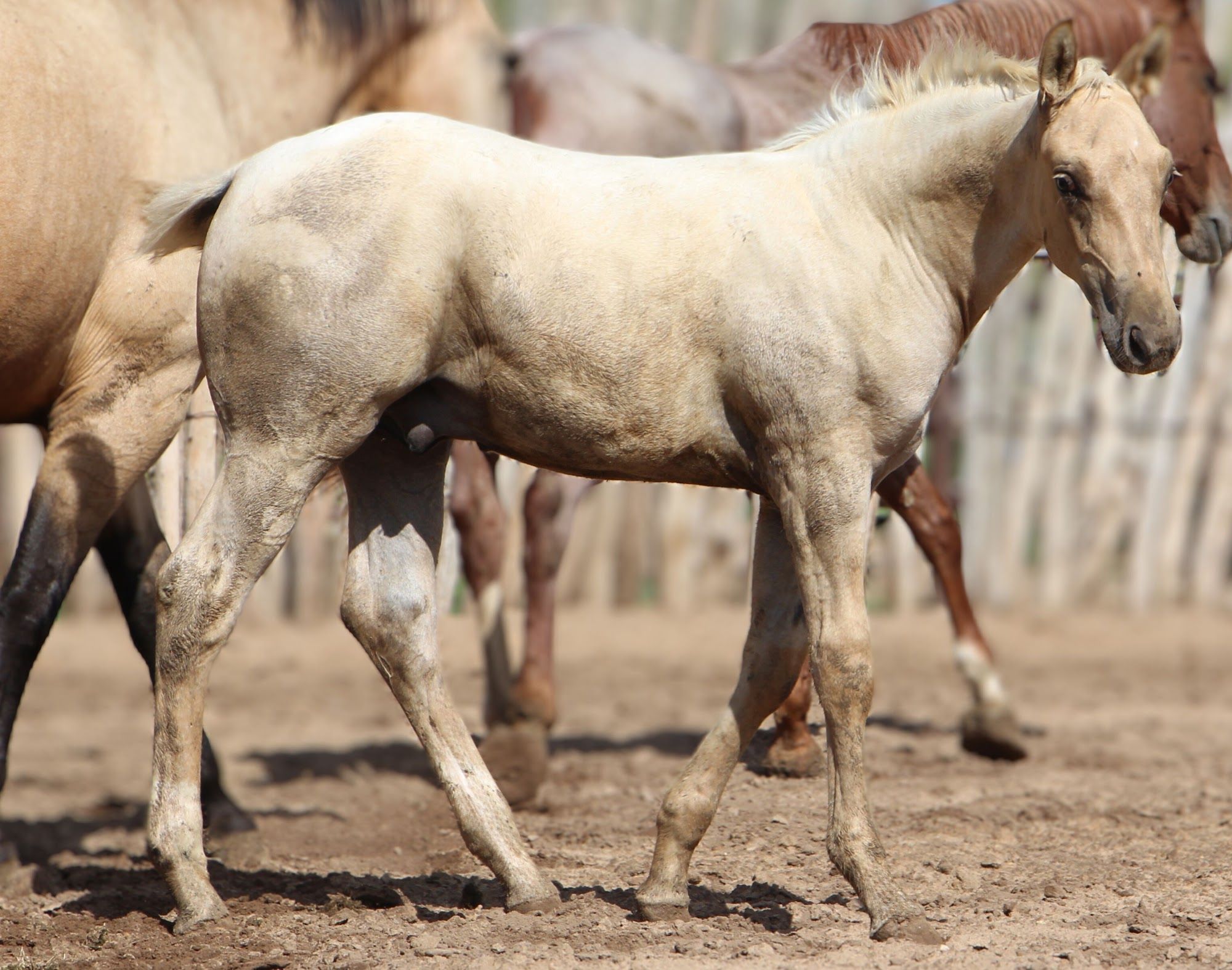 quarter-horse western-paard hengst 2 år till salu - Foto 5