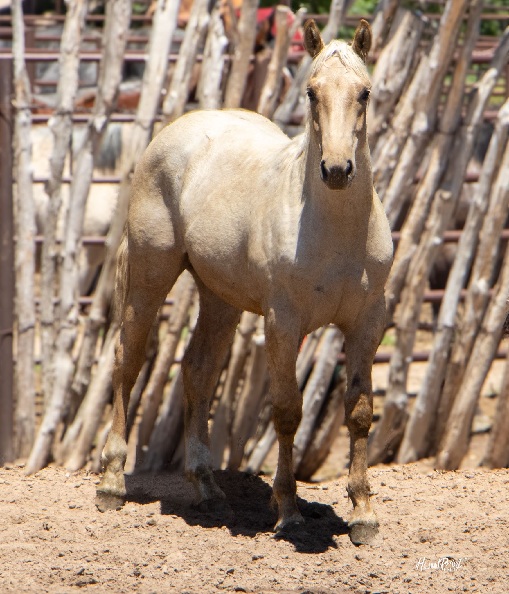 quarter-horse western-paard hengst 2 år till salu - Foto 6