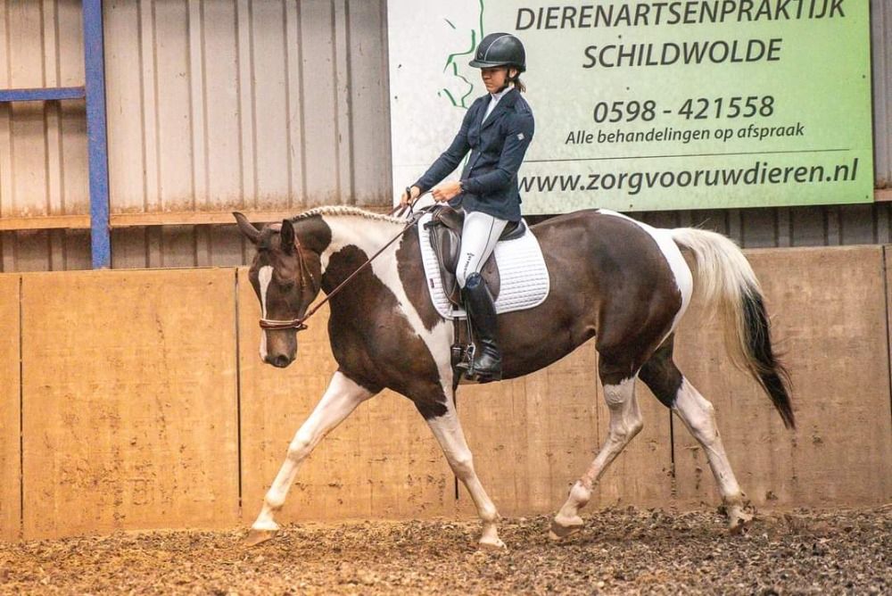 Ander stamboek allrounder Merrie 9 jaar Andere te koop - Foto 2